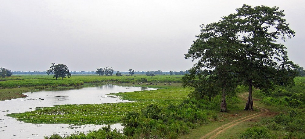 kaziranga lands