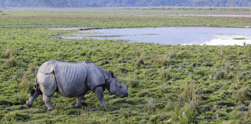 kaziranga