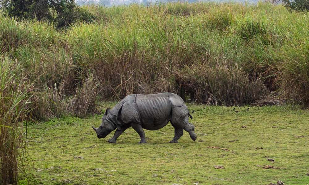 kaziranga tours