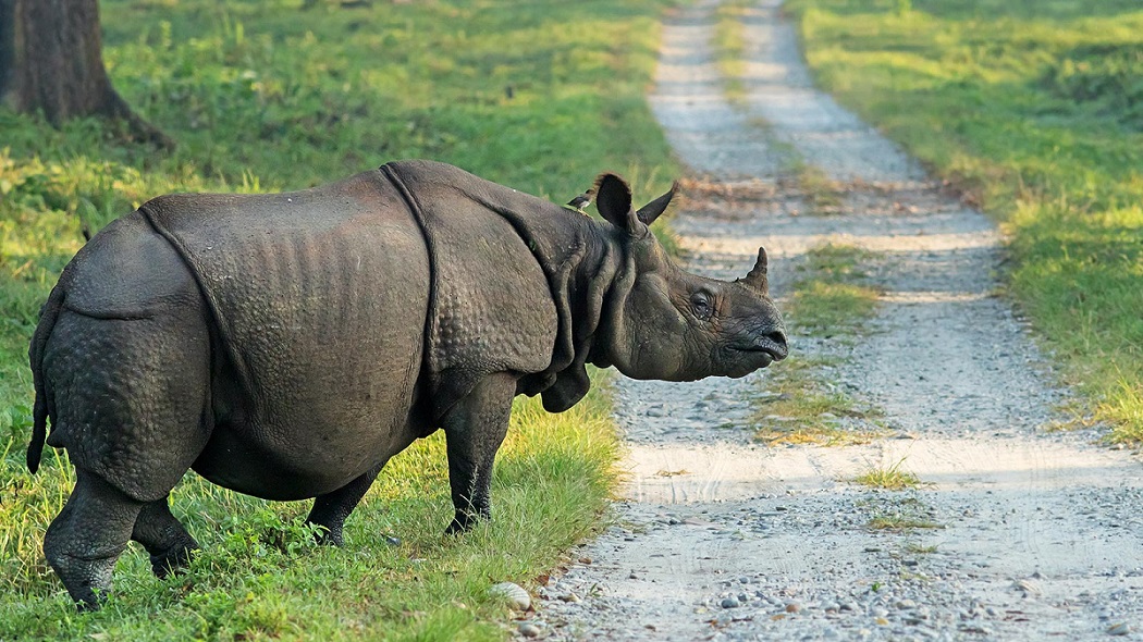 rhino one horn