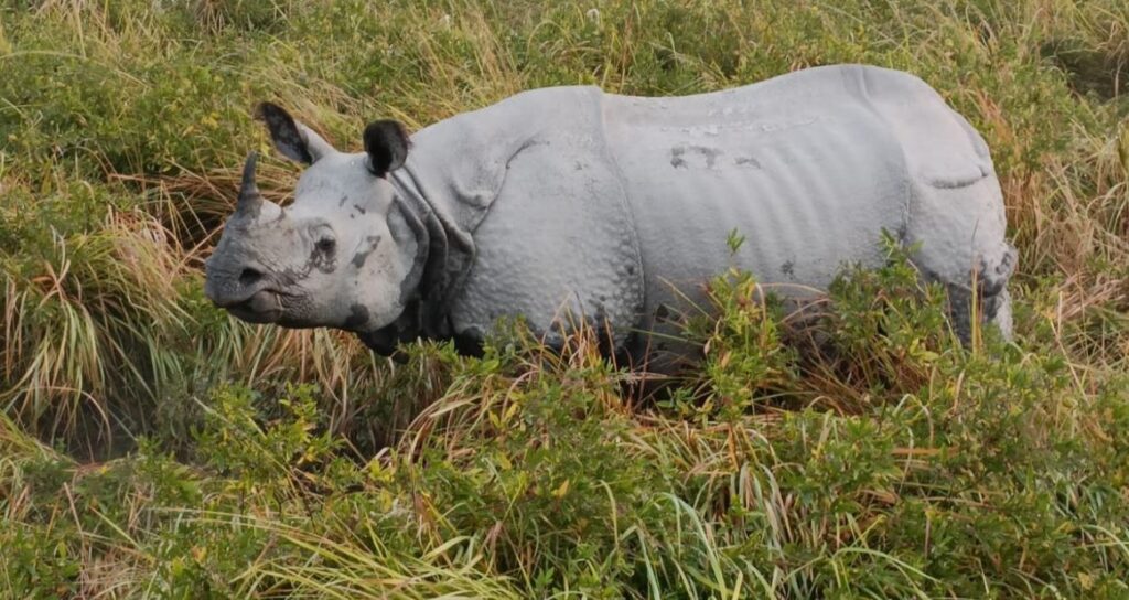 kaziranga rhinos