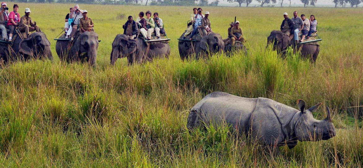 Kaziranga