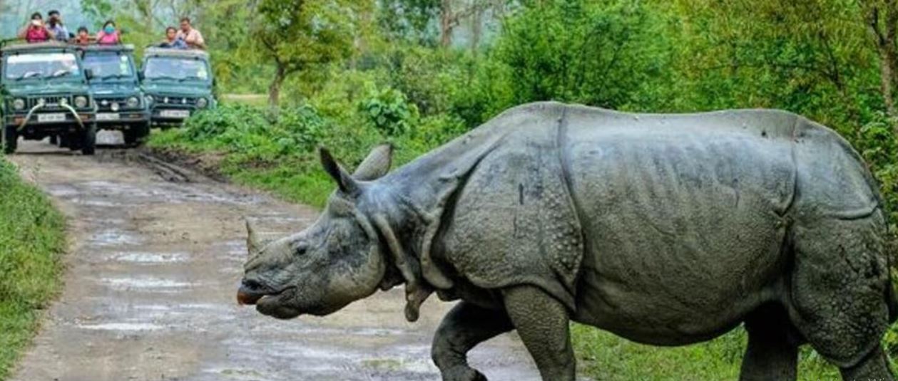 one horned rhino