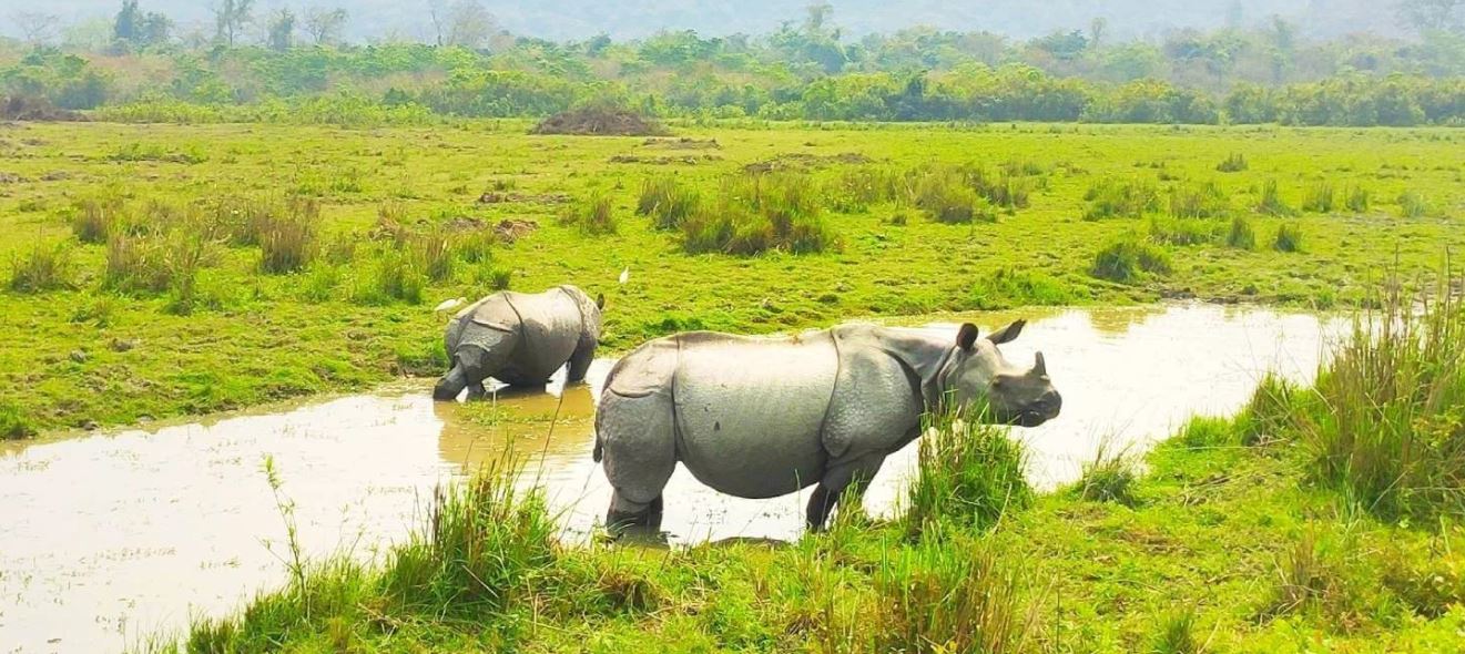 kaziranga tour