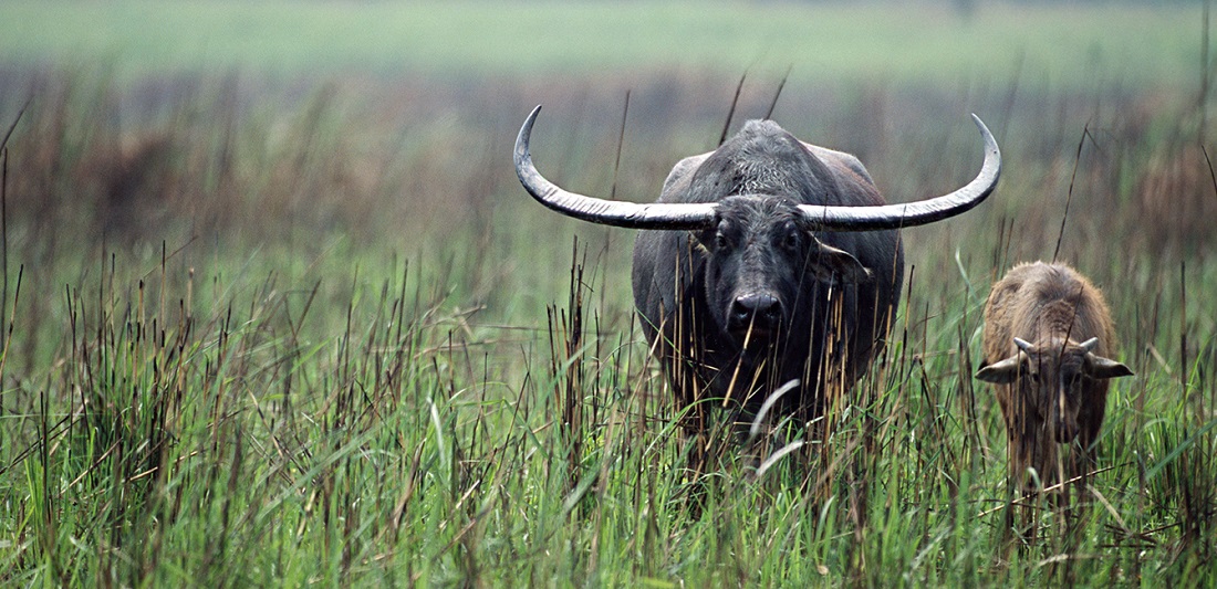 kaziranga wild paradise