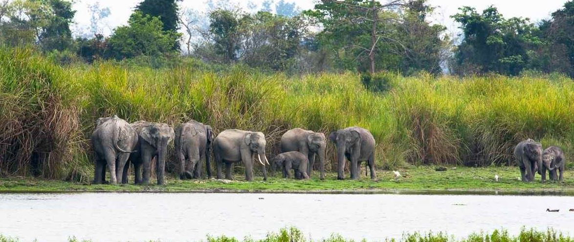 kaziranga safari