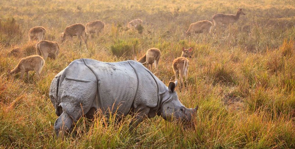 kaziranga india safari