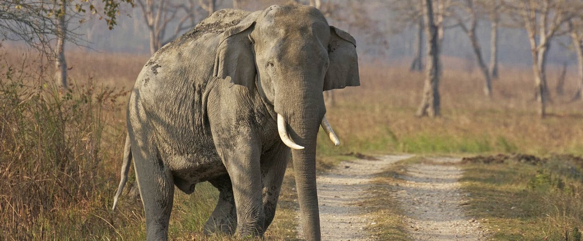 kaziranga india