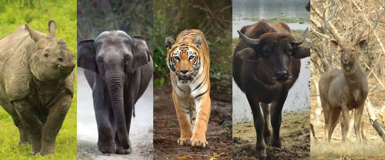kaziranga safari