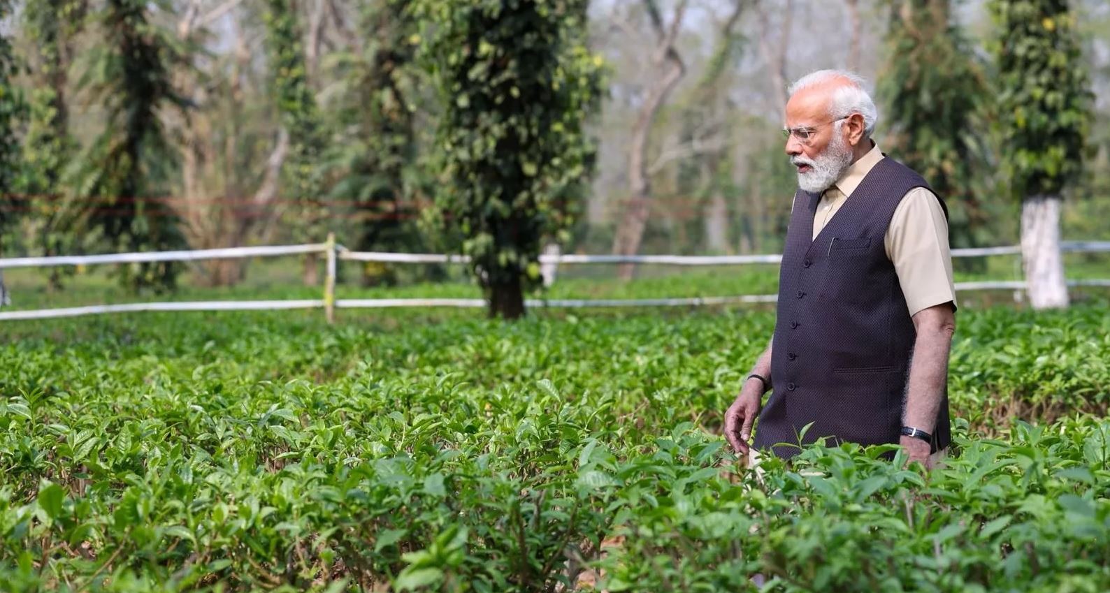 hathikhuli tea state tour