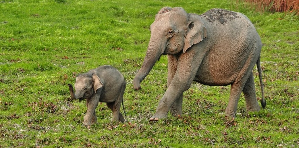 elephants in kaziranga