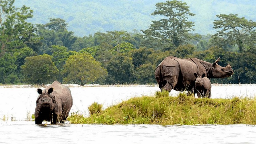 kaziranga tour