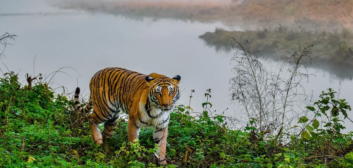 kaziranga tiger