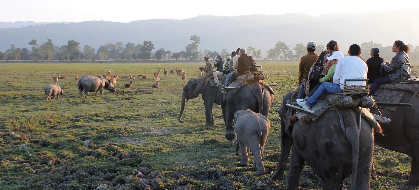 kaziranga elephant safari
