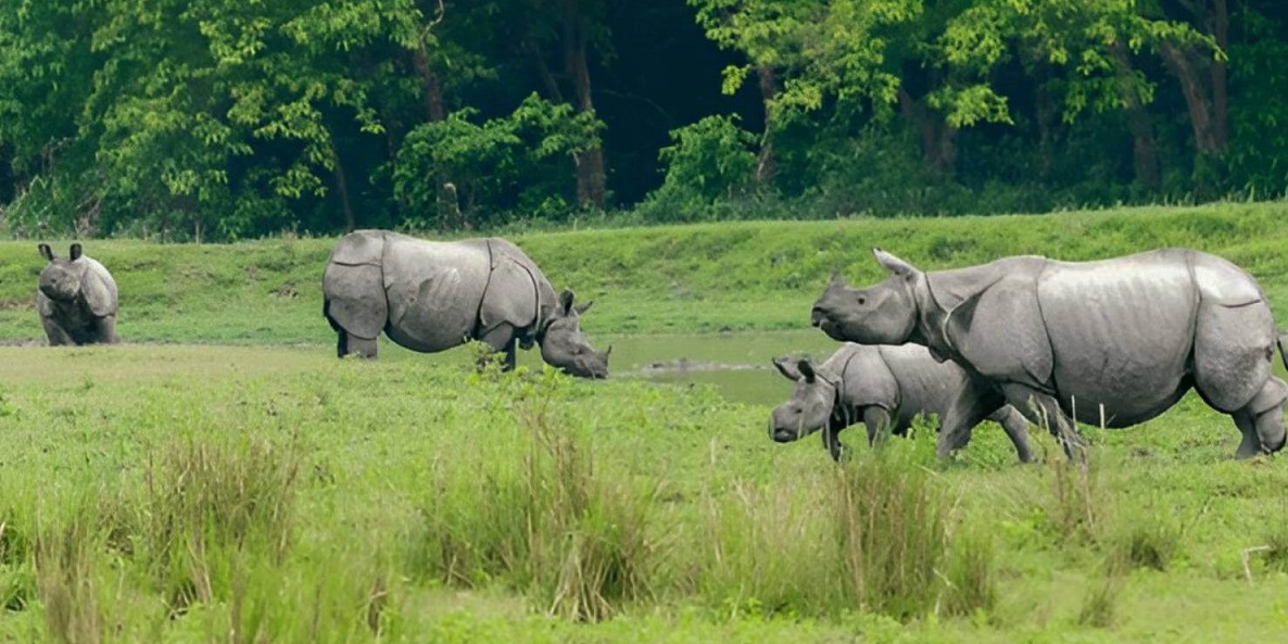 indian rhinos