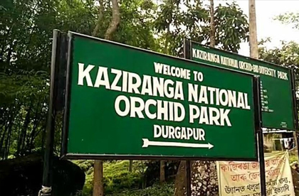 kaziranga orchid flowers 