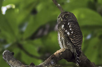 birding in kaziranga