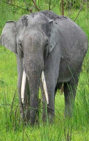 Elephant safari booking Kaziranga