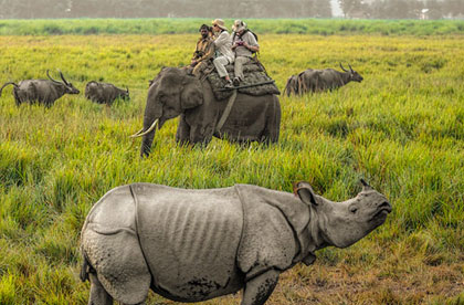 kaziranga elephant safari