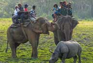 elephant safari in kaziranga