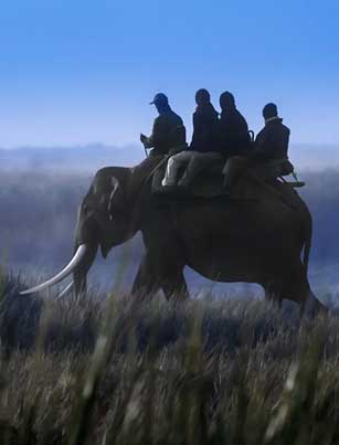 Elephant safari in Kaziranga National Park