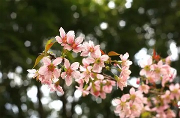 kaziranga flora