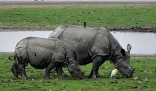 kaziranga best time visit