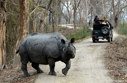 kaziranga jeep safari 