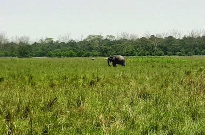 kaziranga landscape 