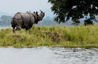 kaziranga rivers