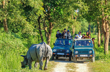 kaziranga wildlife safari