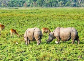 Kaziranga National Park Assam, India