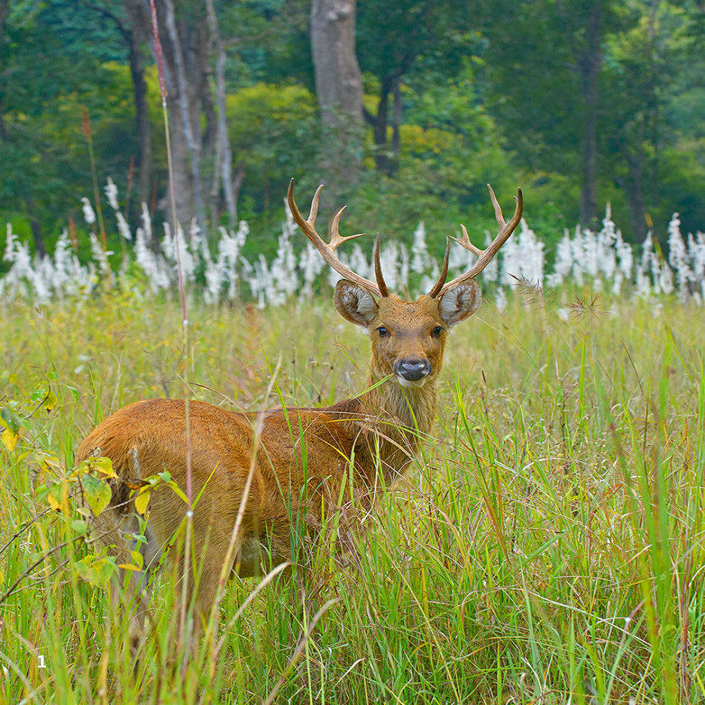Kaziranga Barasingha