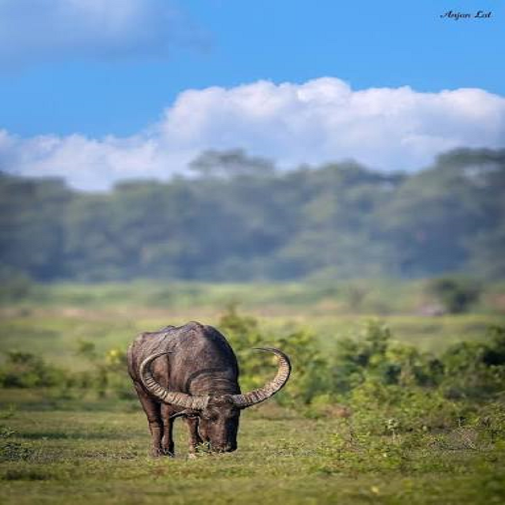 Kaziranga Buffalo