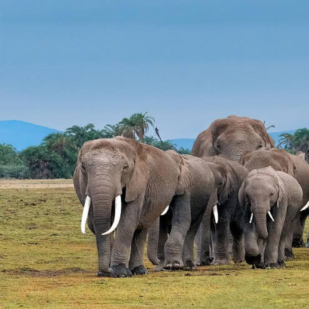 Kaziranga Elephant