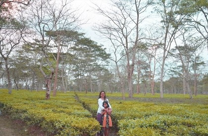 kaziranga tea garden