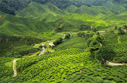 tea garden kaziranga 