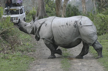 tourist attraction kaziranga