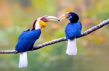 fauna in kaziranga