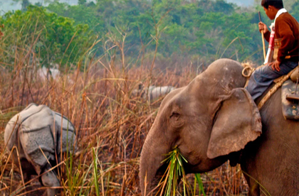 kaziranga fauna