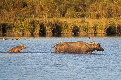 fauna in kaziranga  