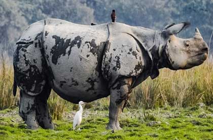 rhino in kaziranga  