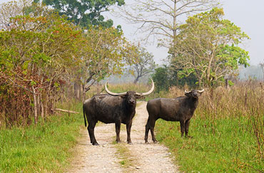 manas national park