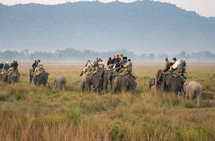 kaziranga rhino