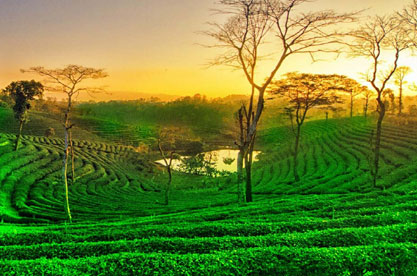 kaziranga tour