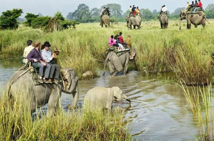 Morning Elephant Safari in Kaziranga National Park