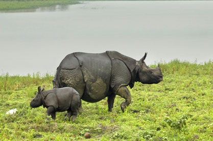 Pobitora Wildlife Sanctuary - Kaziranga National Park