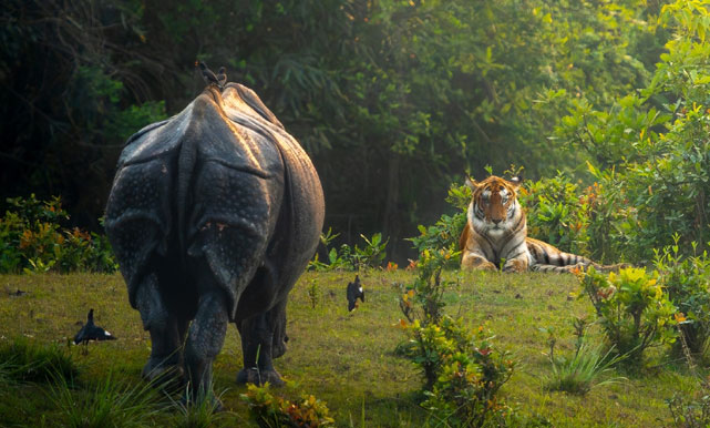 Rhino and Tiger Tour