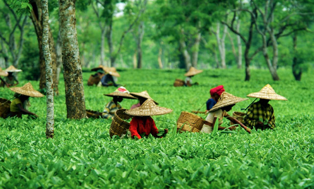 Best of Assam, Nagaland and Meghalaya Tour