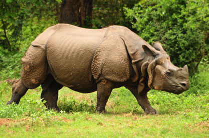 Manas National Park - Pobitora Wildlife Sanctuary